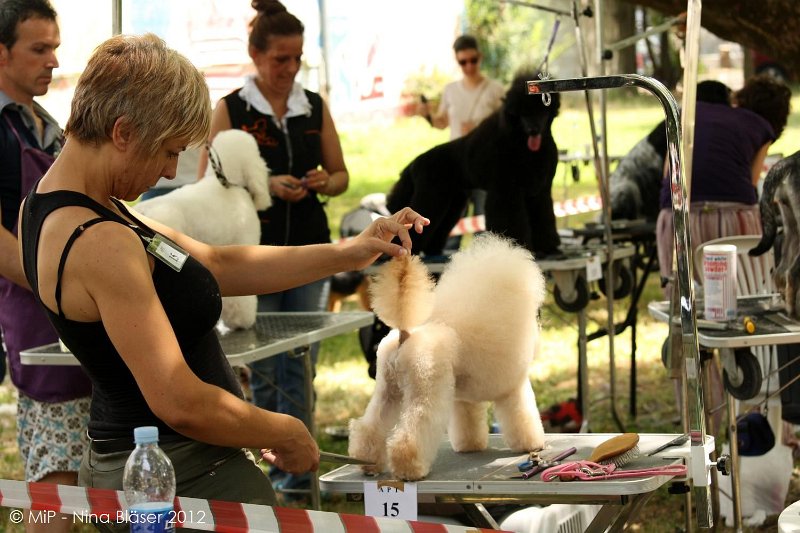 2012-07-01 B & B - Bedlington & Bichon Fun Day (23)_1500x1000.jpg